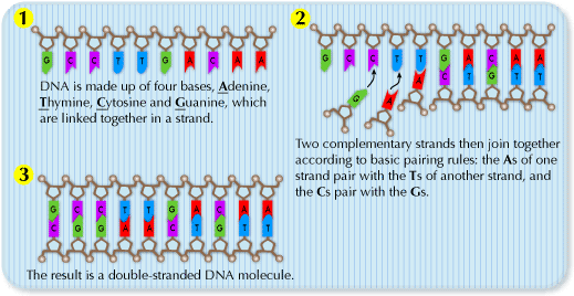 DNA